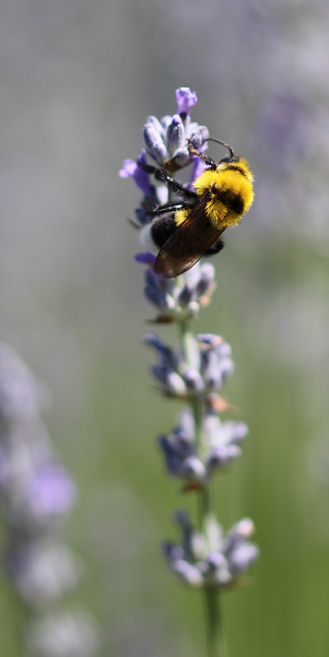 Bondar Pe Lavanda