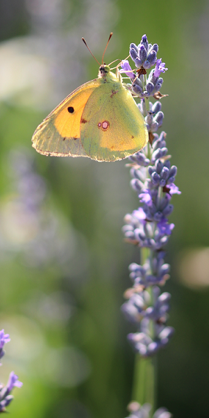 Fluture pe lavanda