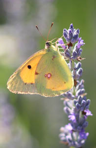 Fluture si lavanda